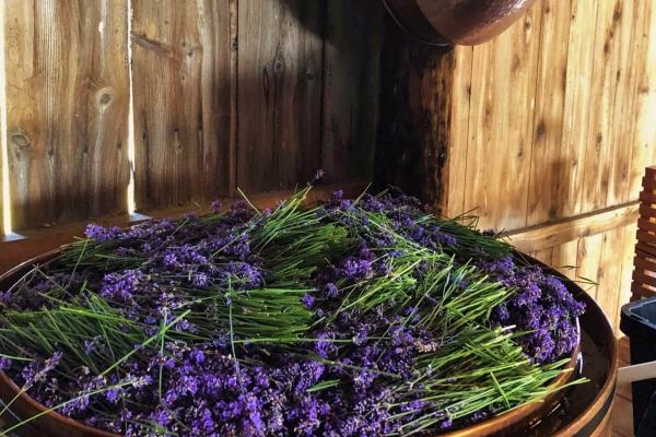alembic essential oil lavender