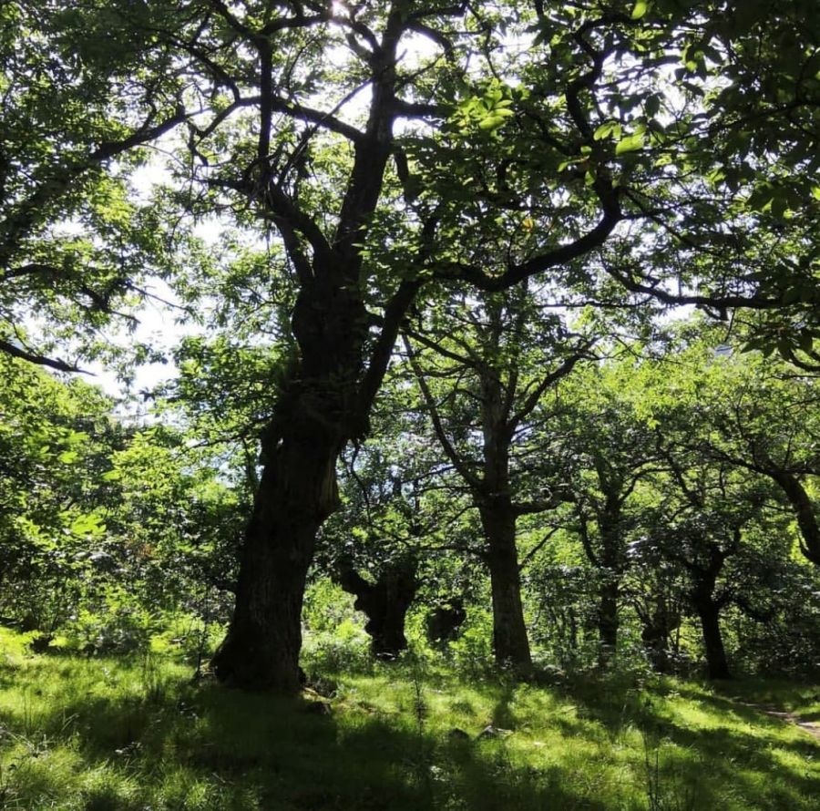arboles autoctonos asturias casaño