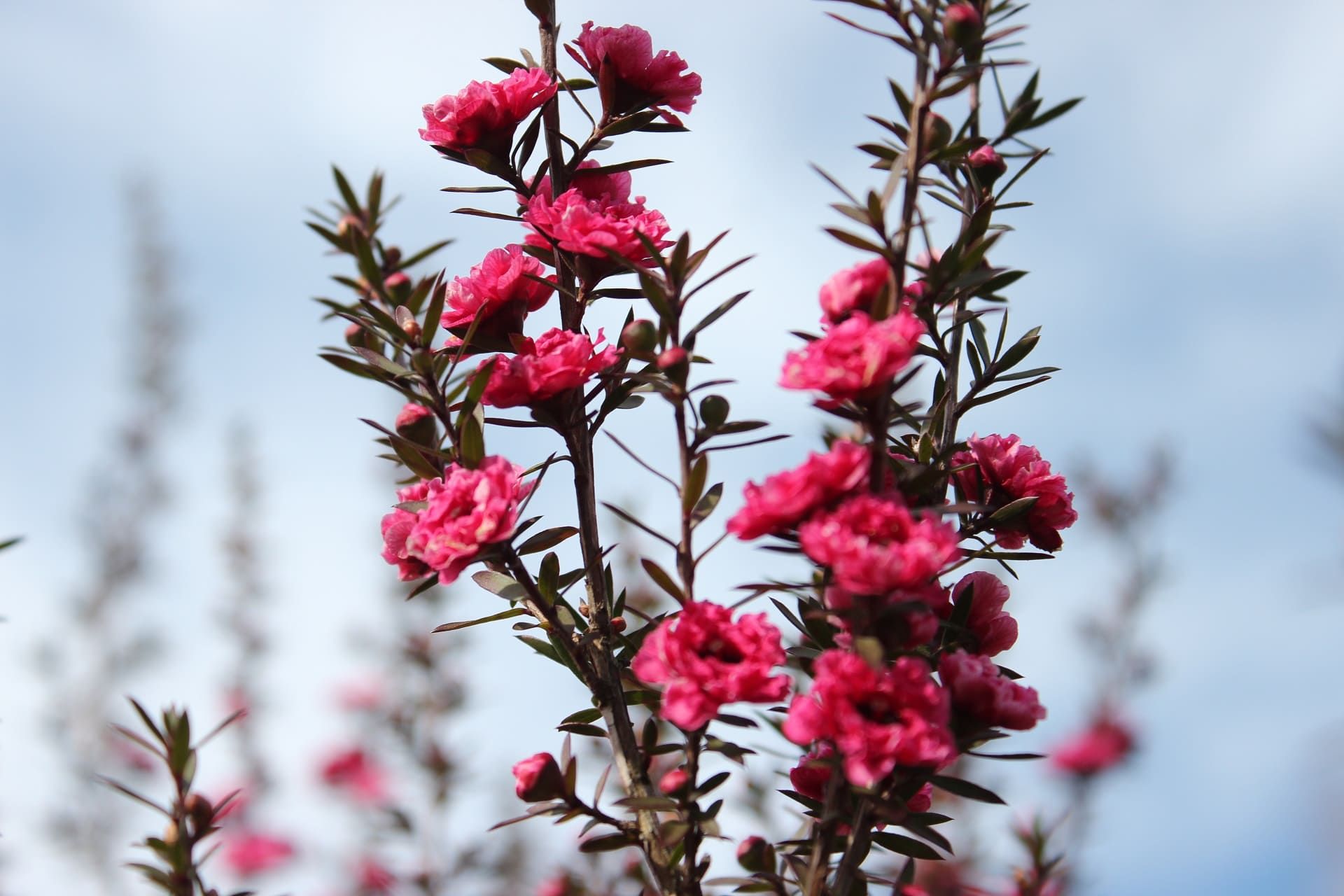 brezo rosa en flor asturias