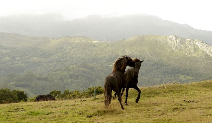 Pasear a cuatro patas
