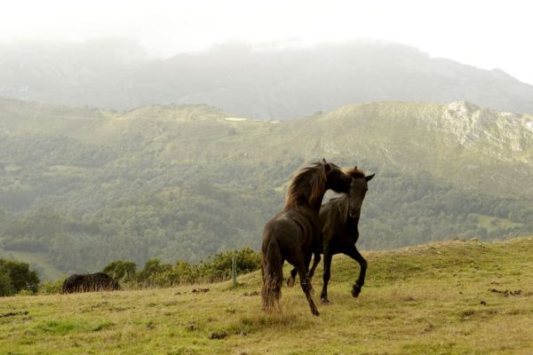 horse asturcon asturias
