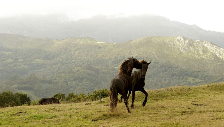 horse-asturcon-asturias