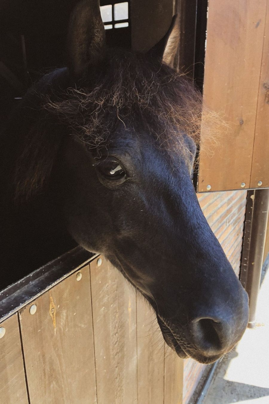 caballo asturcon asturias para niños
