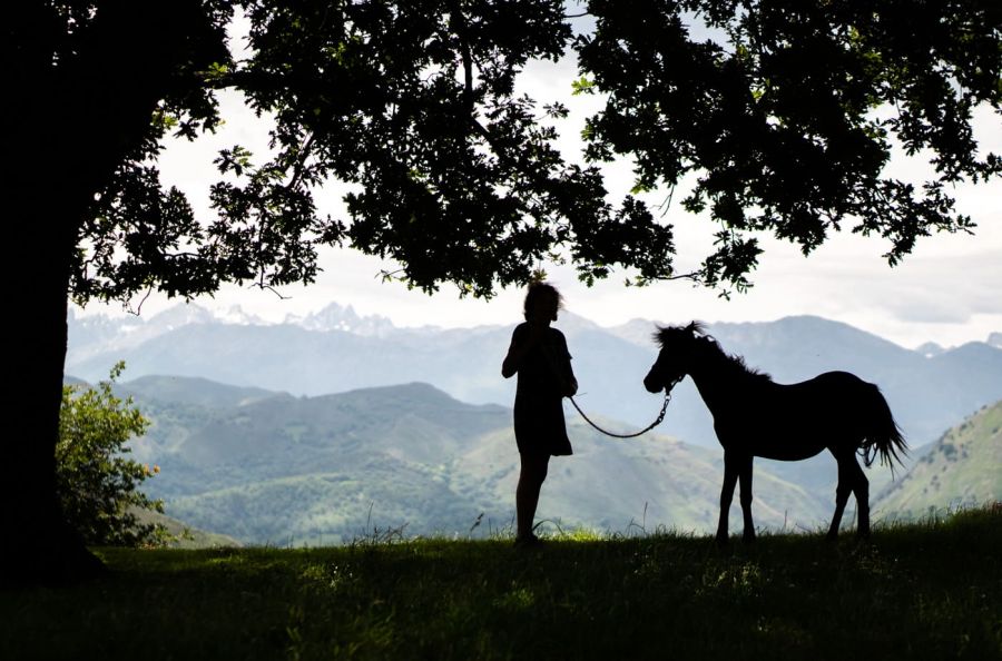 caballo asturcon en picos de europa