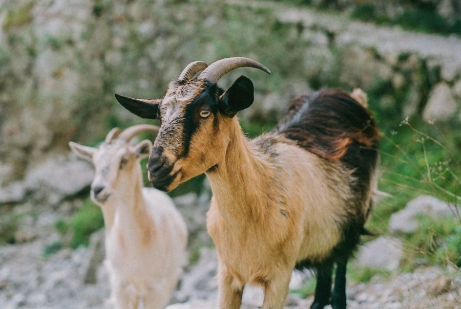 cabras en ruta del cares asturias