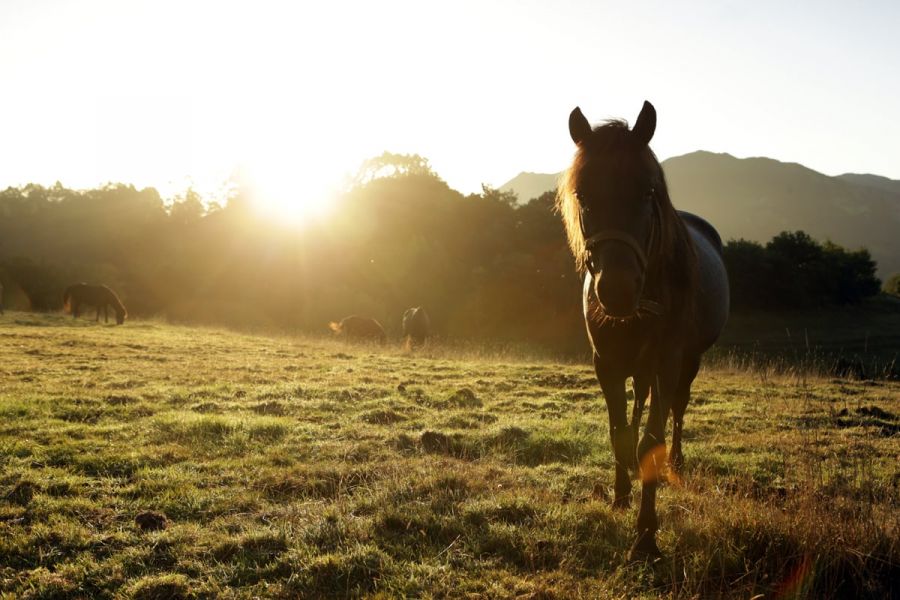 rural-house-with-horses-in-asturias