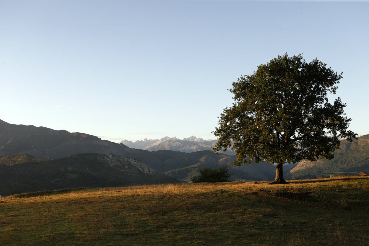casa rural con granja y zonas verdes en asturias