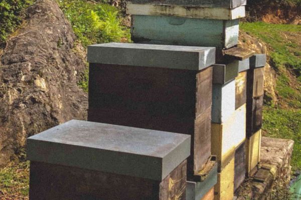 apiary of bees in asturias honey