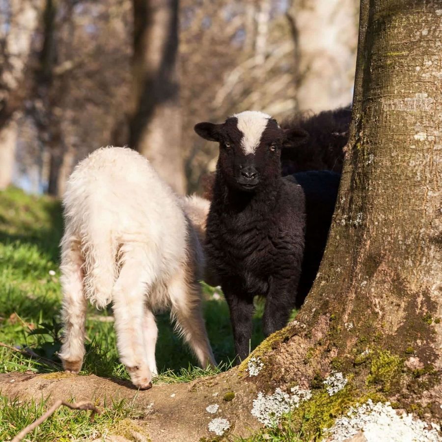 lambs-playing-in-tree-sheep-xalda