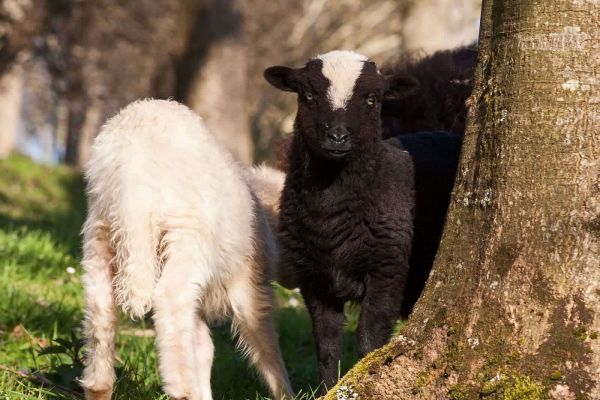 lambs playing in tree sheep xalda
