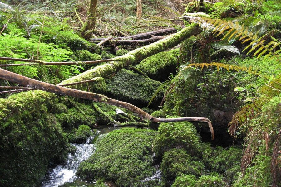 cueva de samoreli restos prehistoricos