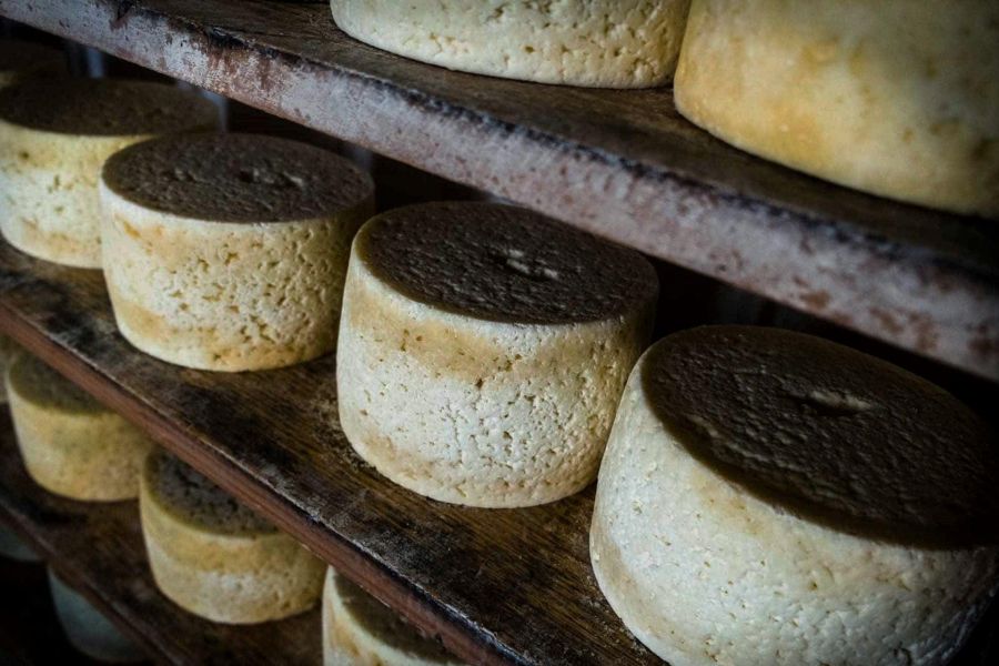 elaboracion queso cabrales asturias