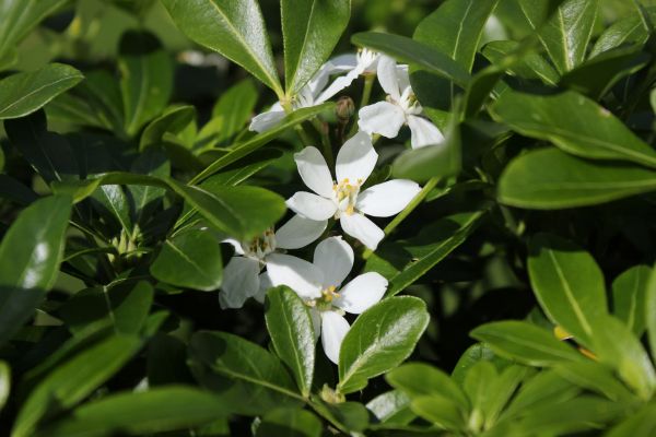 flower of lemon tree or orange tree