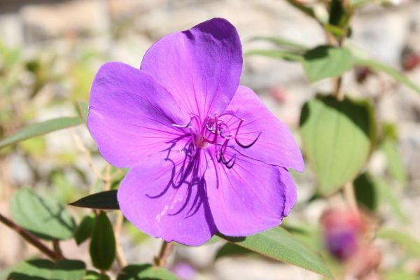purple flower in asturias