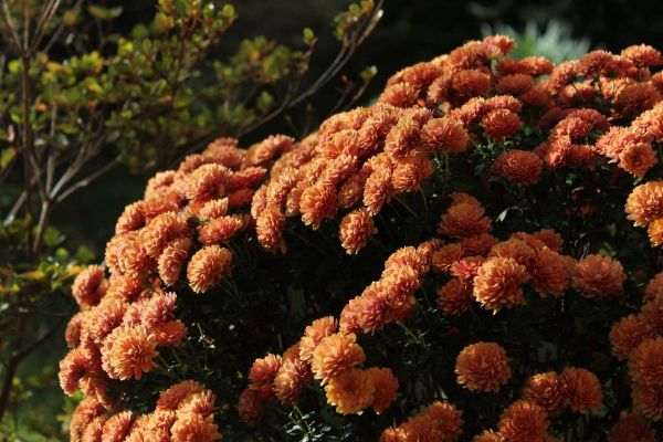 spring flower in the magic mountain
