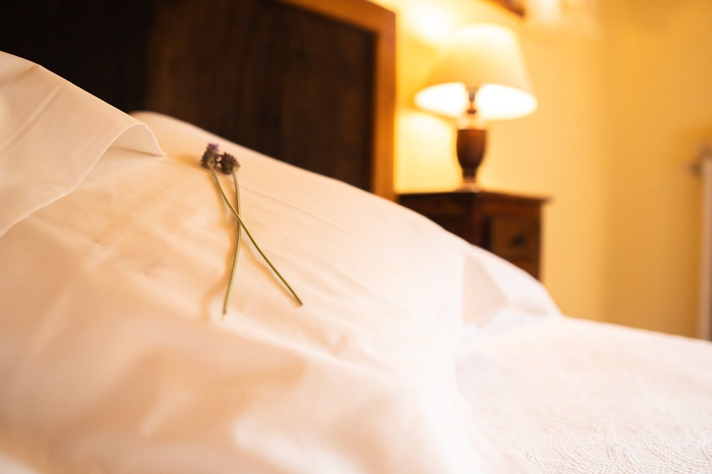 welcome flowers lavender