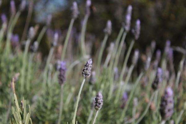 lavender flowers for organic essential oils