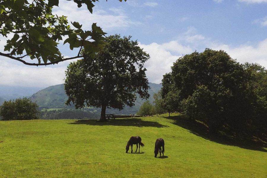 farm-with-horses-in-asturias-llanes