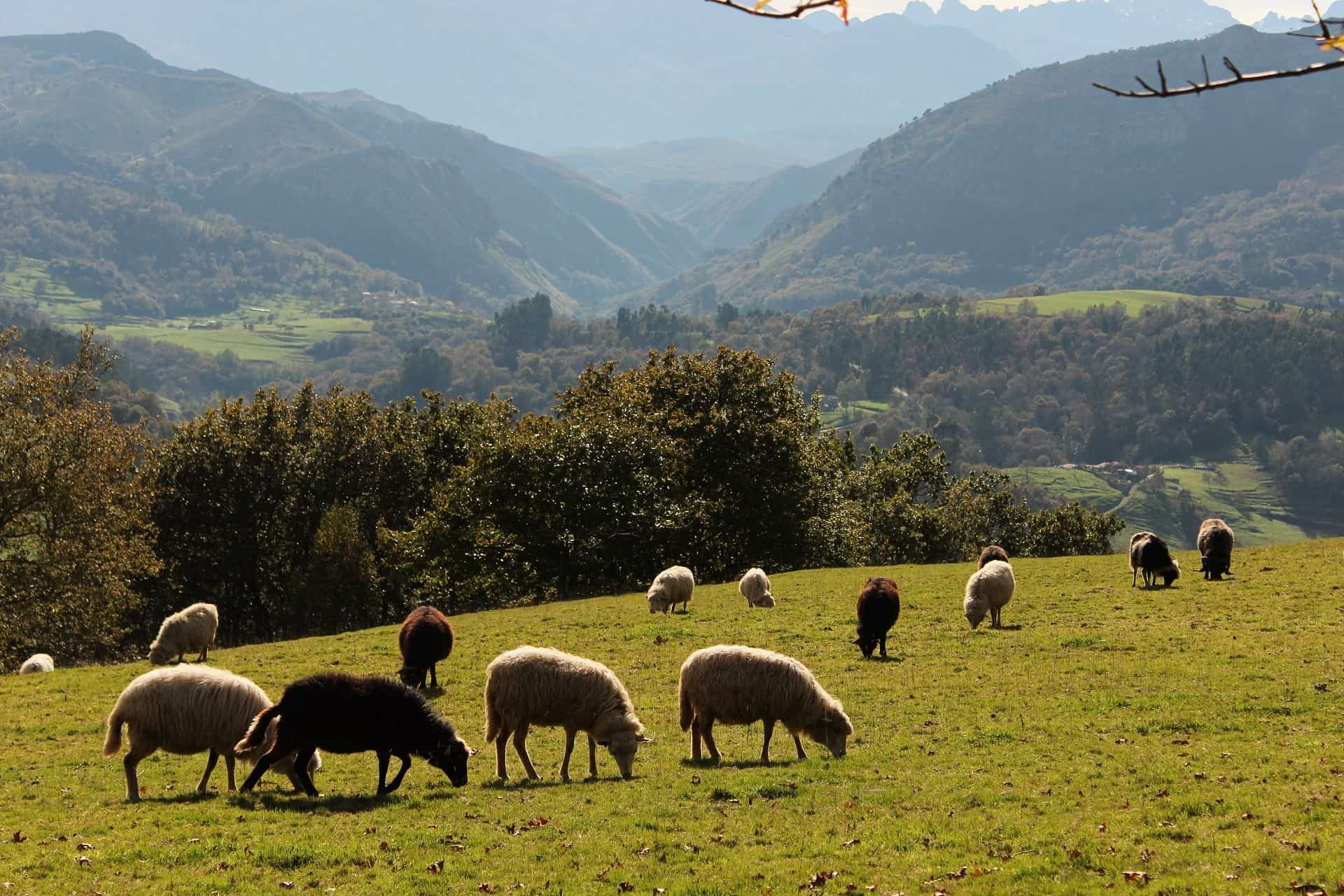 granjaescuela en asturias con ninos