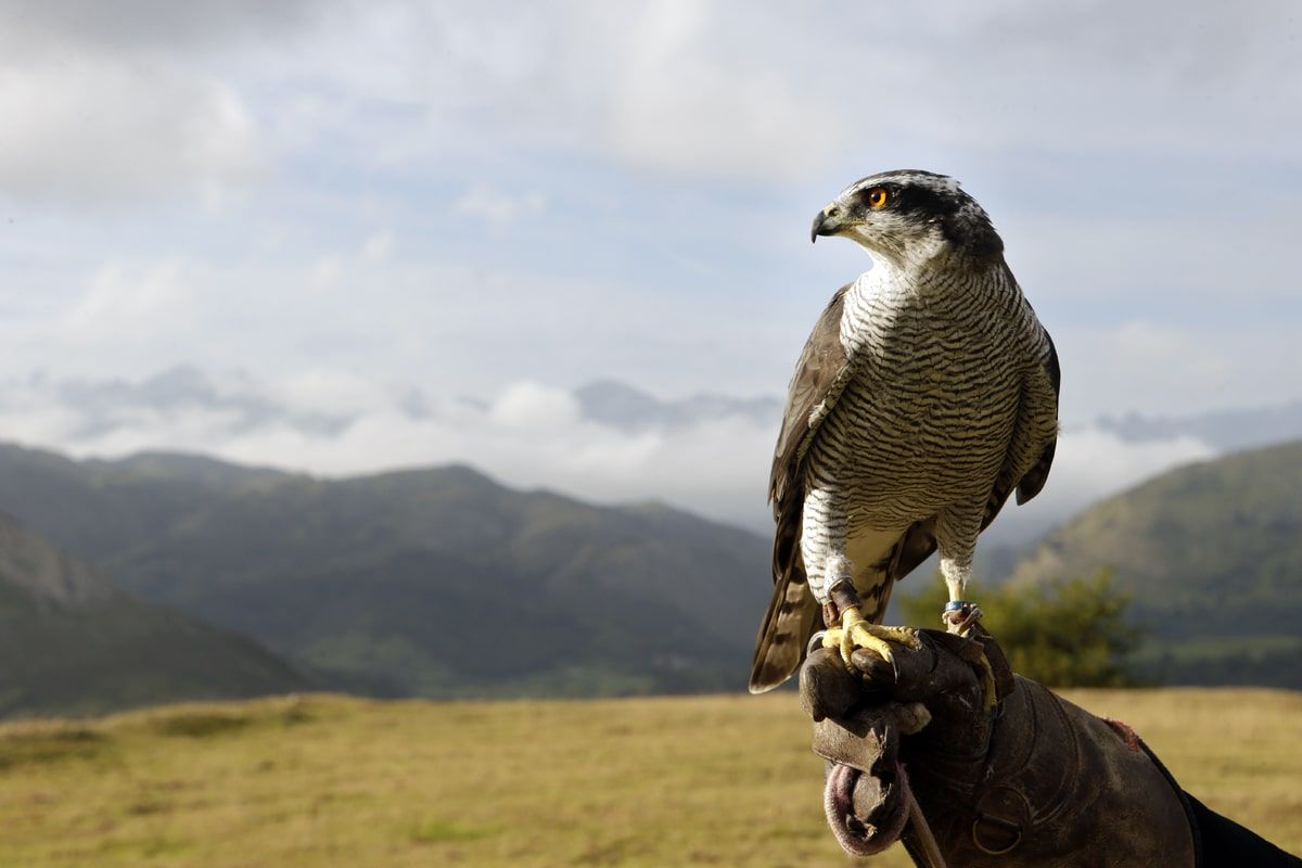 halcon cetreria asturias picos de europa