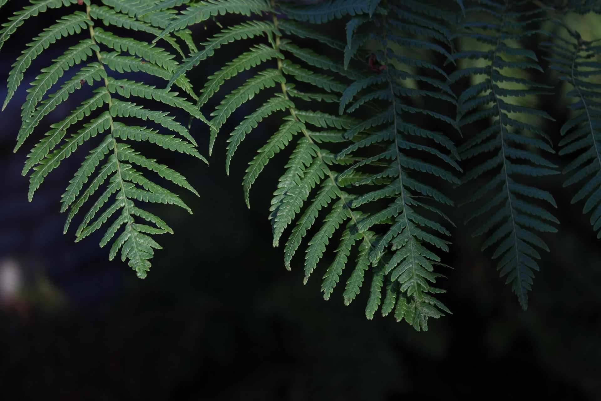 fern photography macro