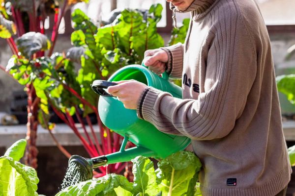 ecological cultivation asturias orchard greenhouse