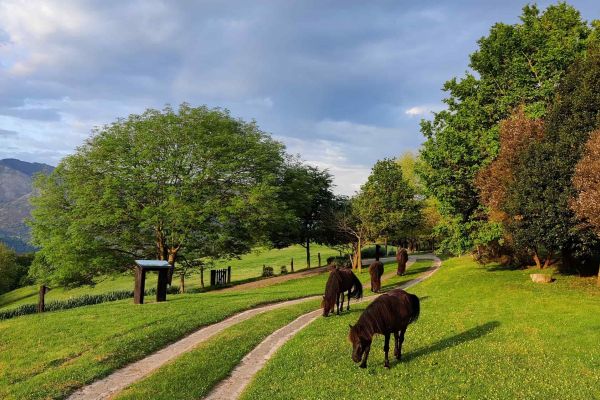 hotel with horses and animals in asturias