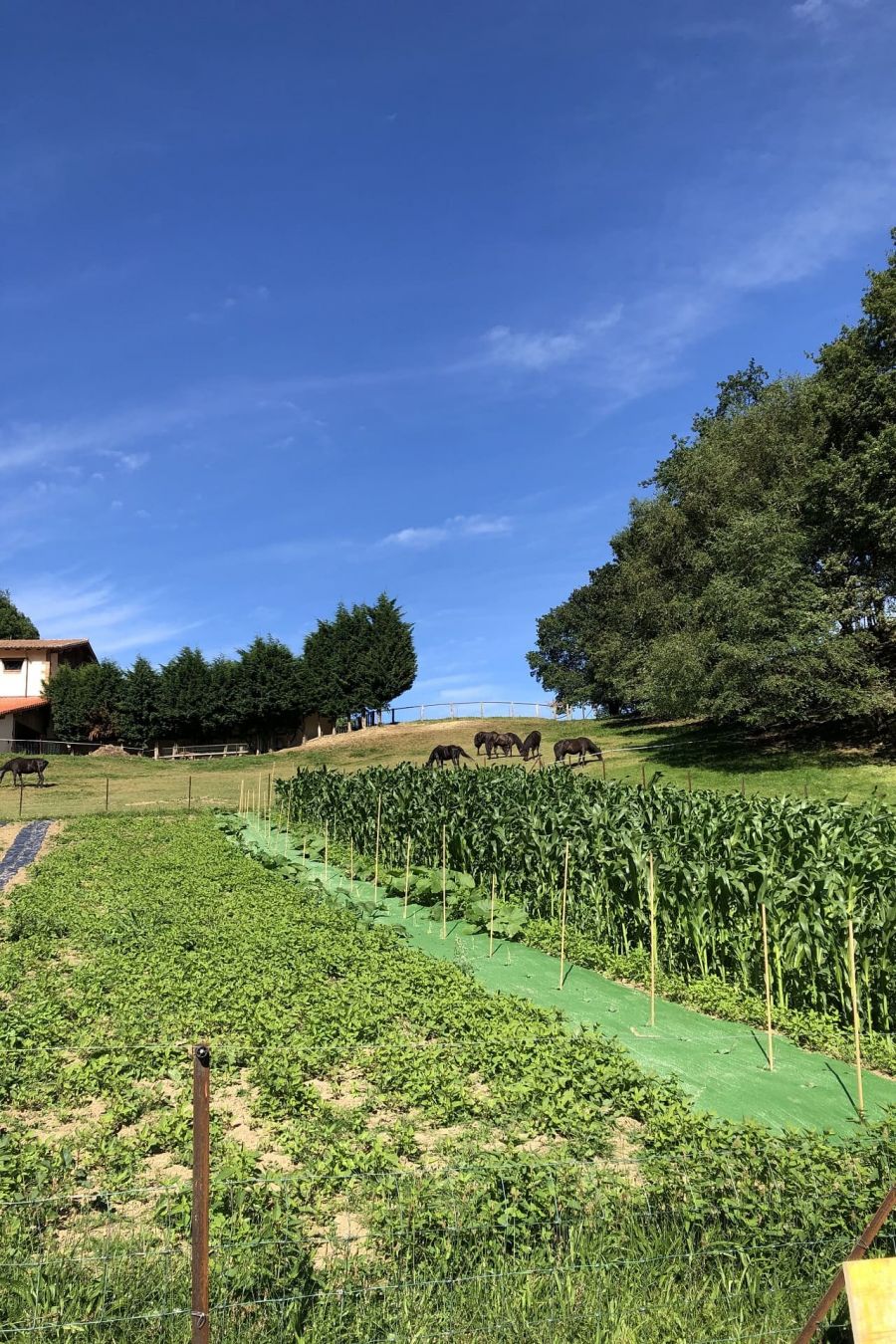 hotel rural con caballos en asturias