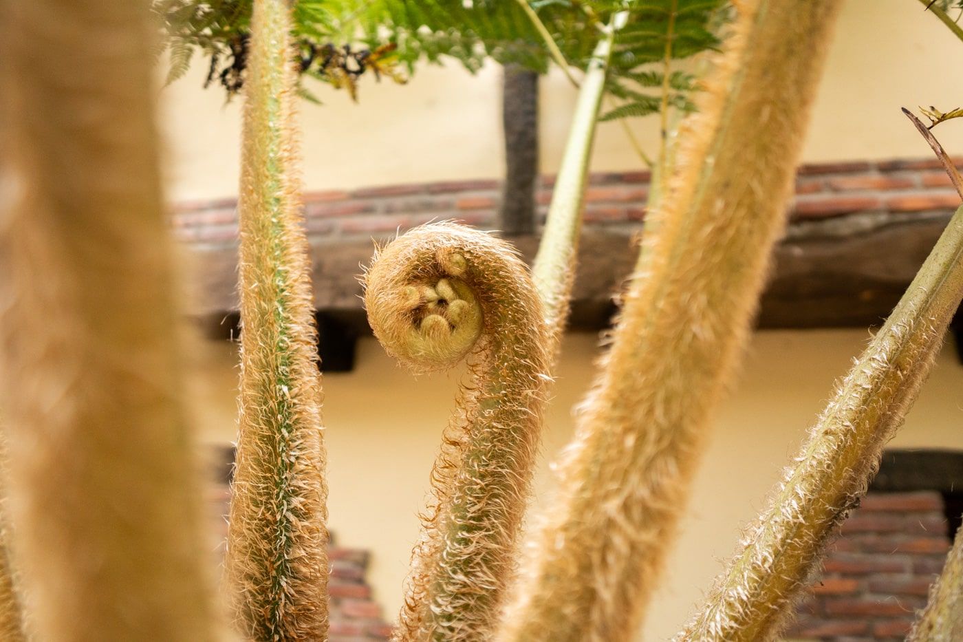 jardin botanico en llanes asturias espana