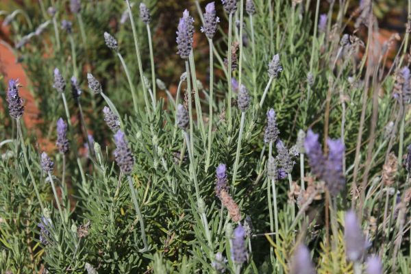 lavender for essential oils