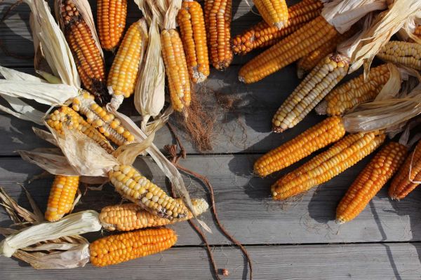 organic grown corn in asturias llanes