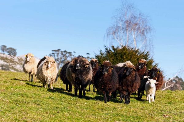 xalda sheep indigenous of asturias