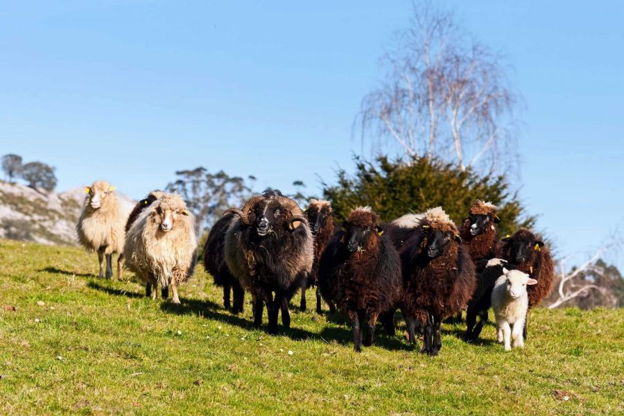 xalda-sheep-indigenous-of-asturias