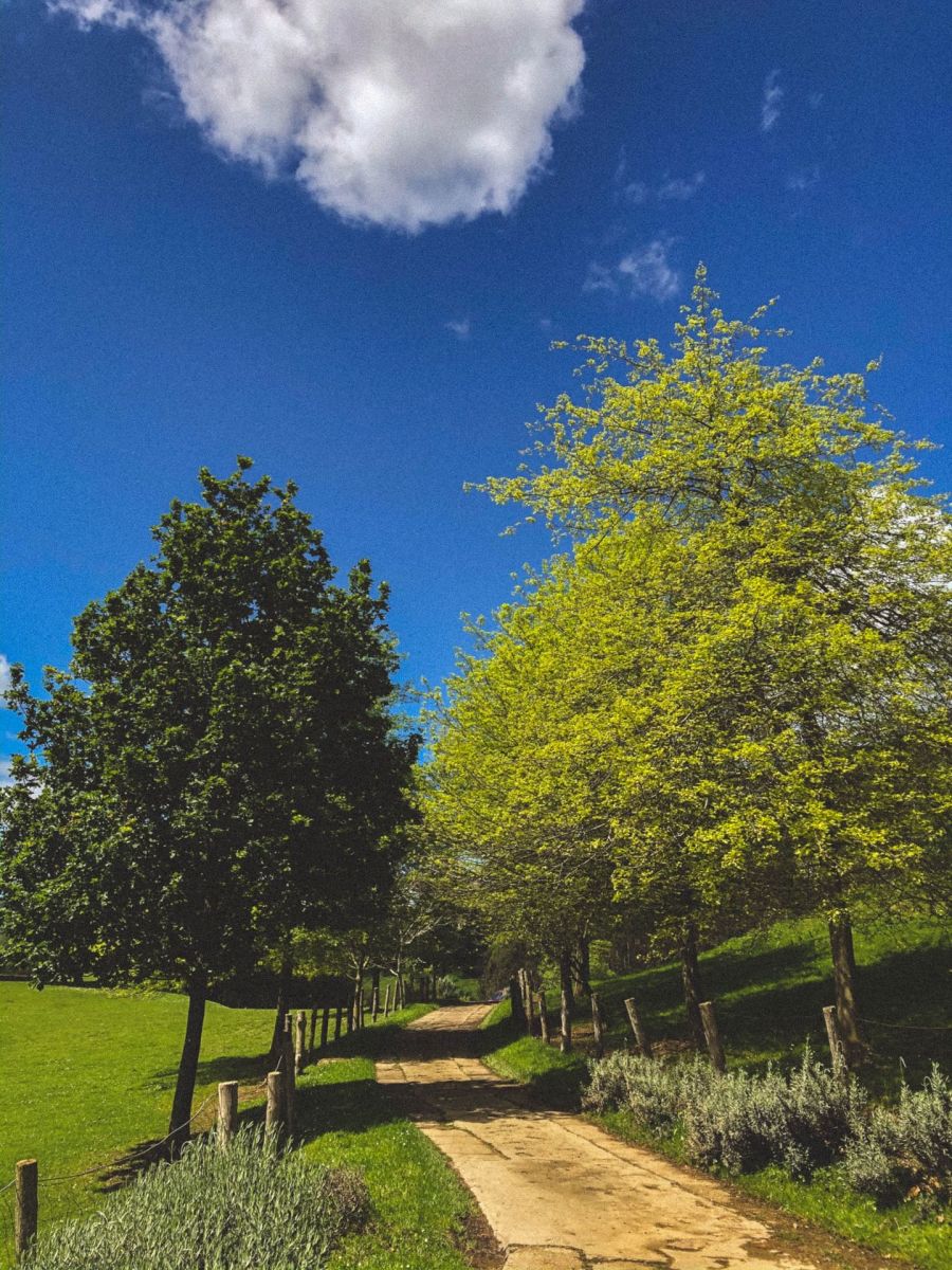 paseo arboles robles y castaños