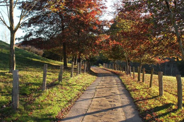 Walk of trees forest in autumn in asturias
