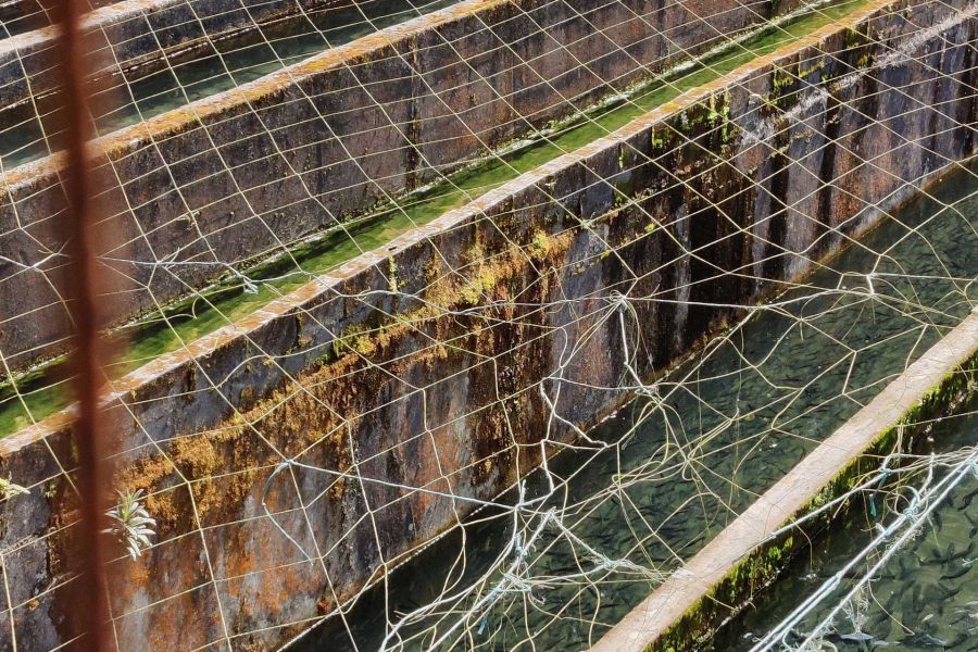 piscifactoria senda rio puron