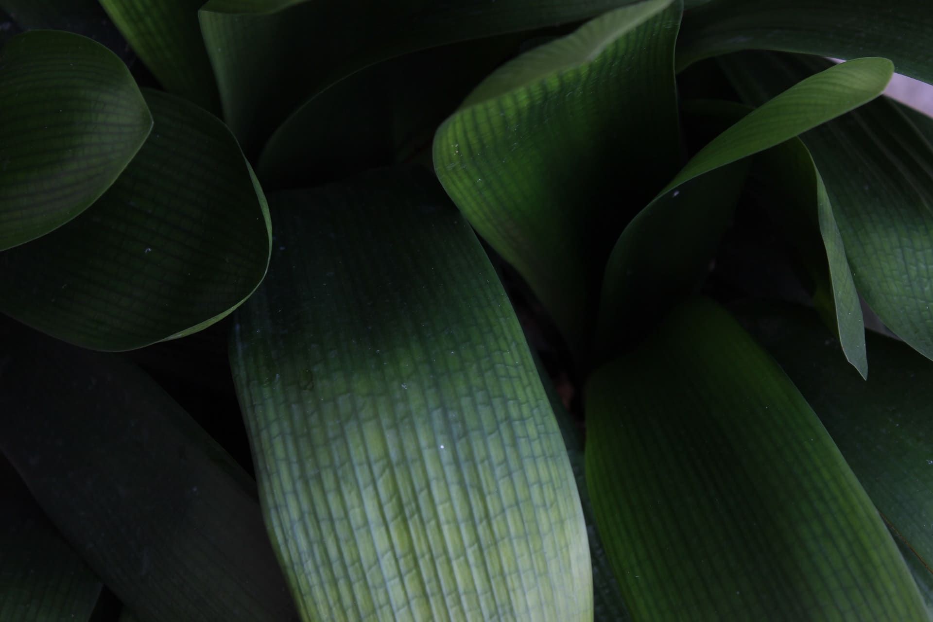 plant photo background