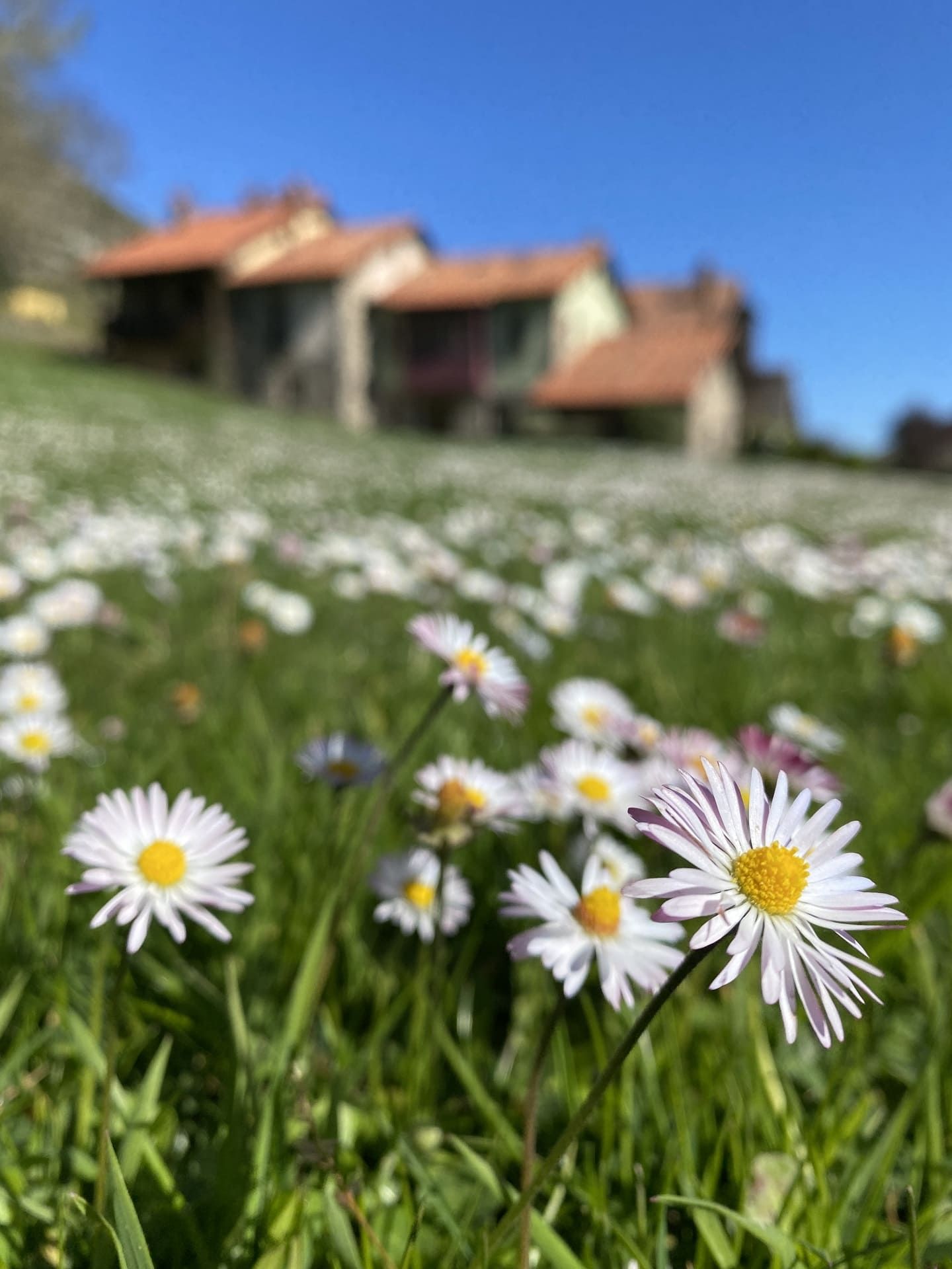 primavera en asturias picos de europa