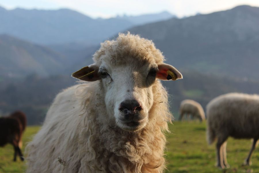 sheep-xalda-asturias