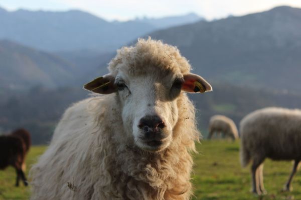 sheep xalda asturias