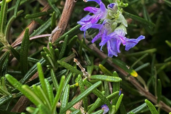 rosemary flower essential oil