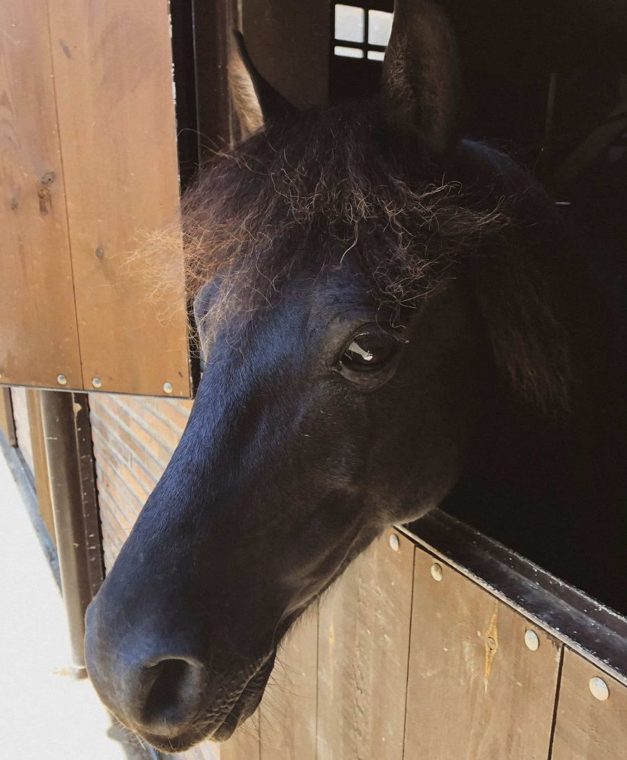 horse-riding-routes-in-asturias-llanes