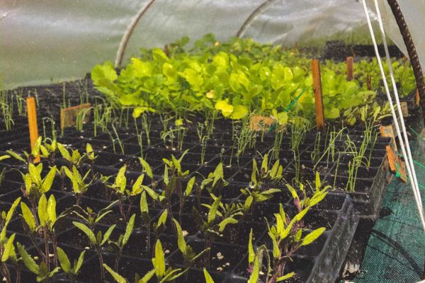 nursery growing vegetables plants in asturias