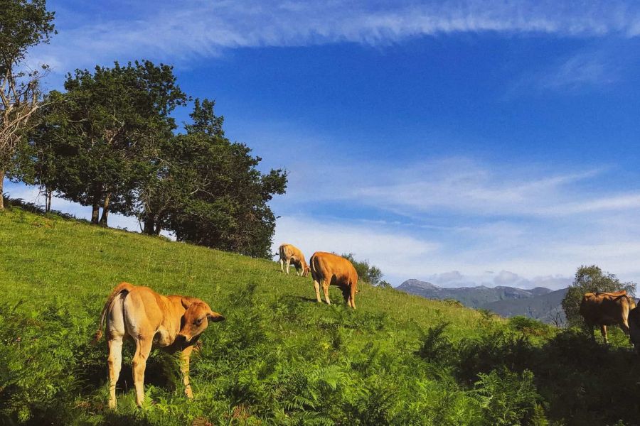 calf-asturian-cow-of-the-valleys-asturiana-de-los-valles