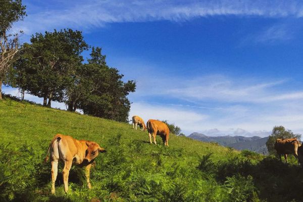 calf asturian cow of the valleys asturiana de los valles