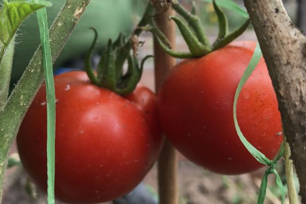 tomatoes organic growing in asturias