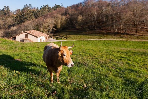 asturian cow of the valleys asturiana de los valles