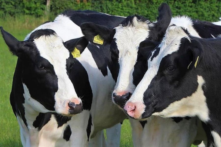 vacas frisonas lecheras asturias