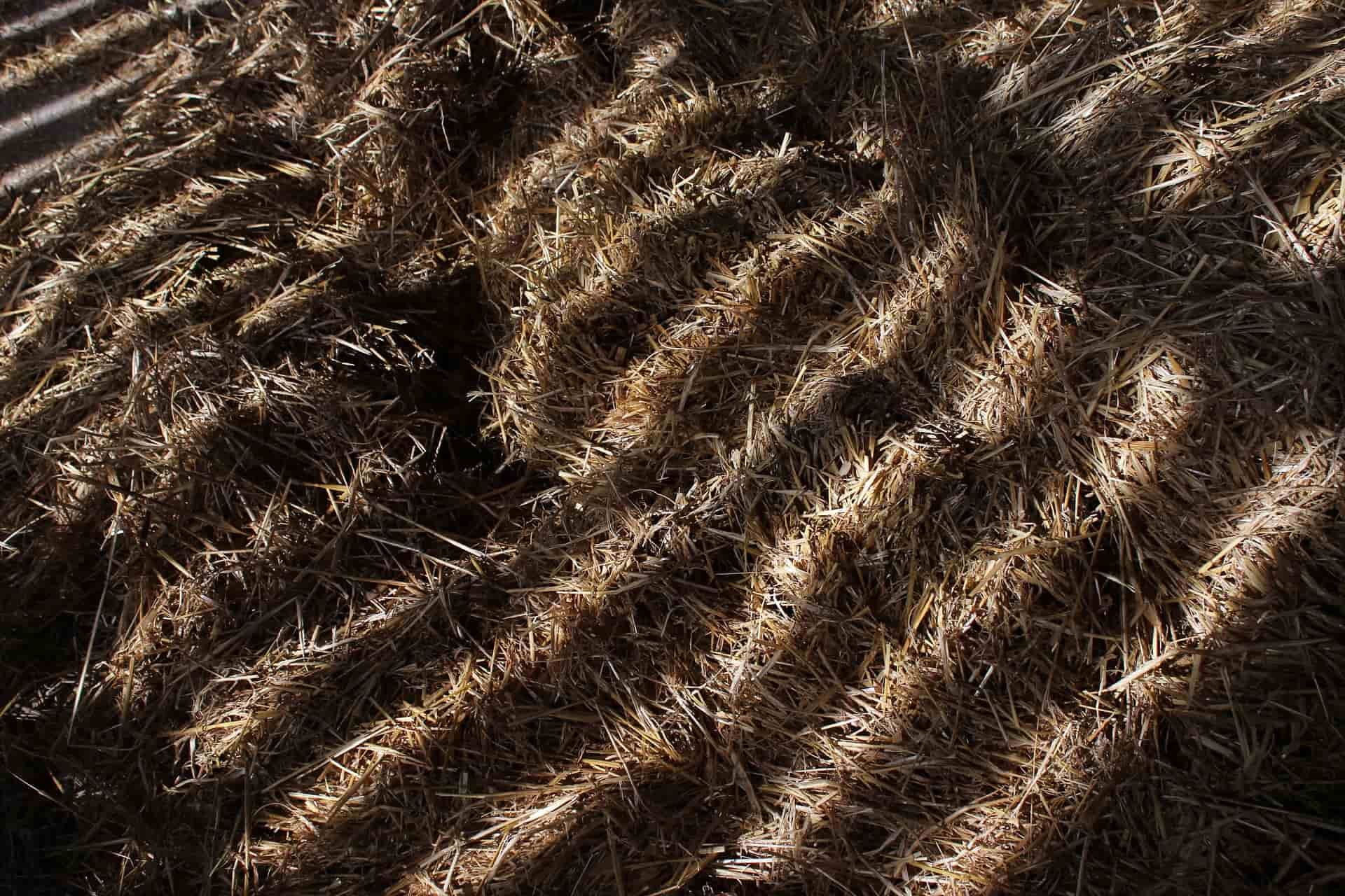 visit a farm in llanes asturias