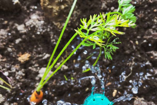 carrot crop orchard irrigation
